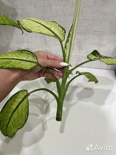 Диффенбахия камилла