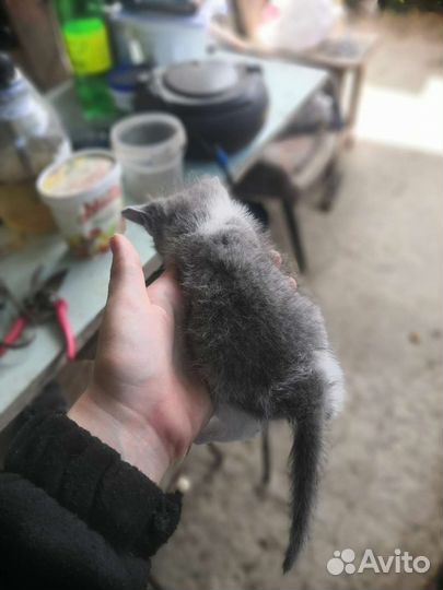 Отдам котят в добрые руки