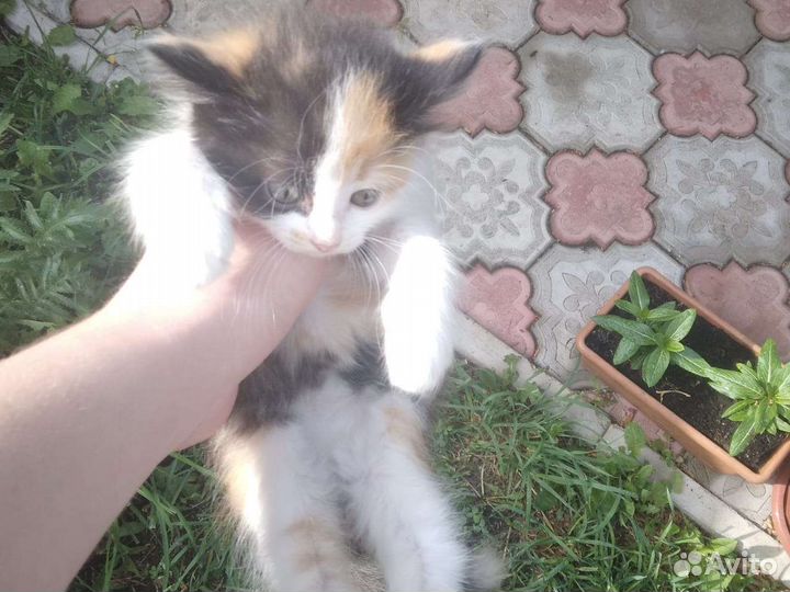 Отдам 3 котят бесплатно в добрые руки