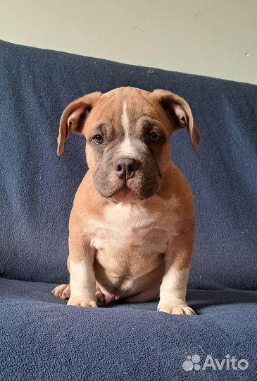 Мальчик Американский булли