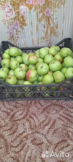 Яблоки домашние