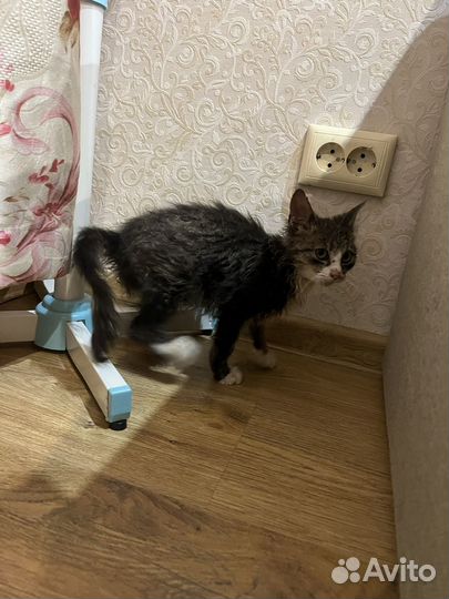 Котик бесплатно