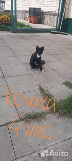Кошки в добрые руки