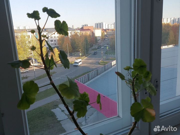 Герань красная