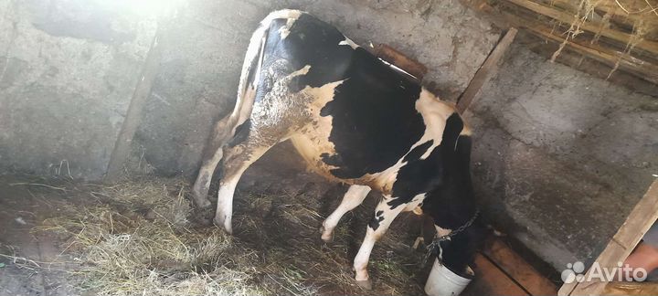 Домашние животные