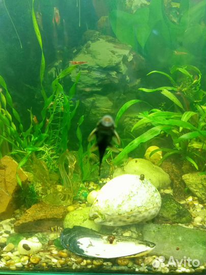 Сомик прилипала