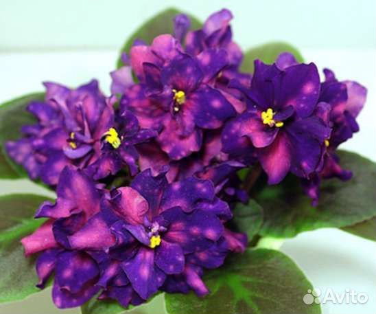 Фиалки сортовые