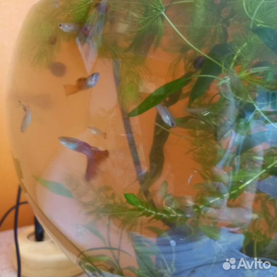 Аквариумные рыбки гуппи
