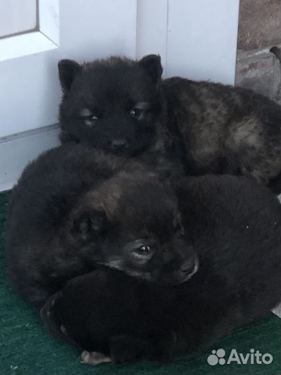 Маленькая собака