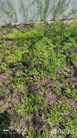 Крыжовник куст