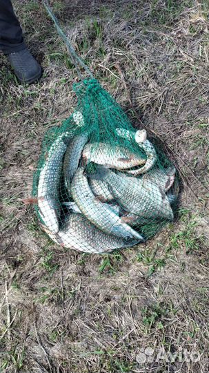 Платная рыбалка