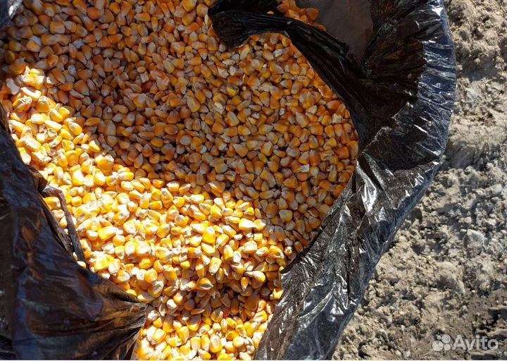 Соя, Просо корма