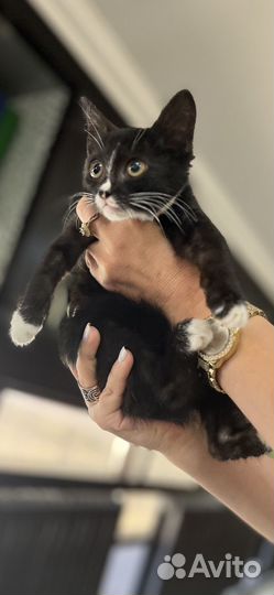 Котеночек Хана