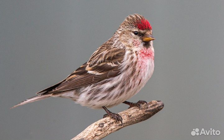 Певчие лесные птицы