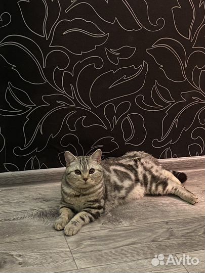 Шотландский кот вязка