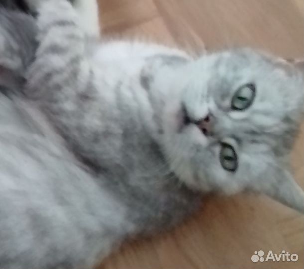 Отдаем котенка, Угольная