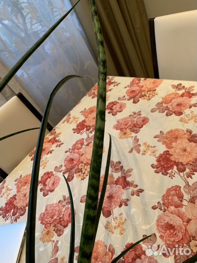 Сансевиерия