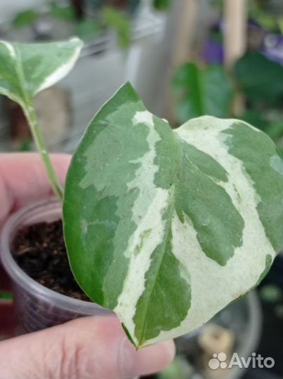 Филодендрон, стендапсус