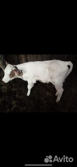Продам теленка «бычок»
