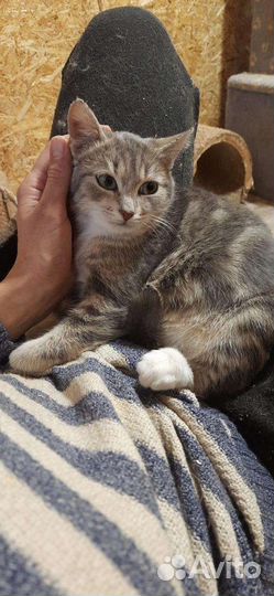 Милая кошечка Гита ищет родителей