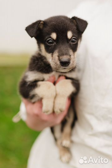 Метис хаски