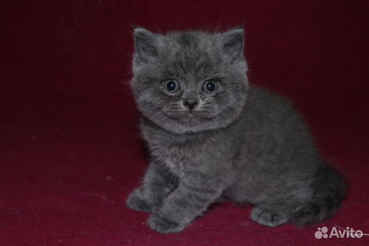 Британские котята