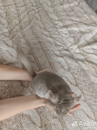 Шиншилла