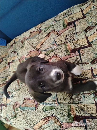 Щенок в добрые руки