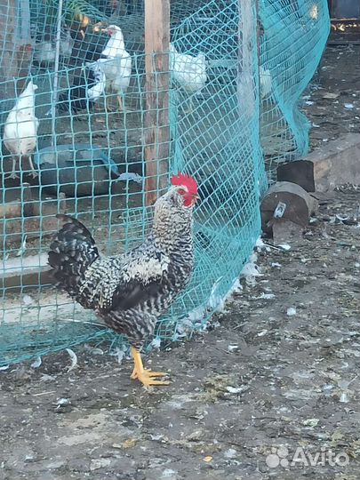 Молодые петухи