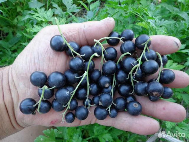 Смородина черная Белорусская сладкая купить в Бегуницах | Товары для ...