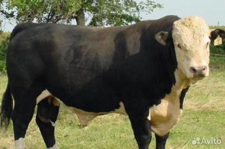 Телята бычки мясные
