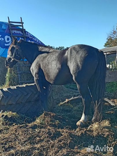 Конь, жеребец