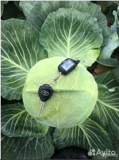 Капуста опт