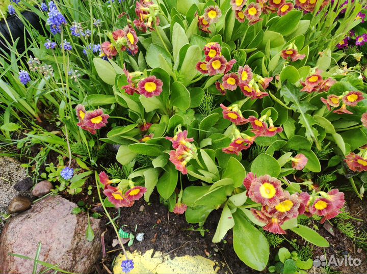 Мнололетники