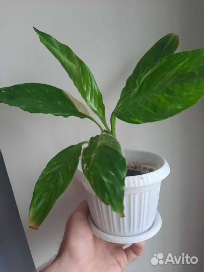 Спатифиллум