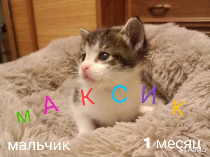 Котенок мальчик 1 месяц
