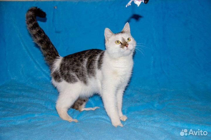 Котик в добрые руки