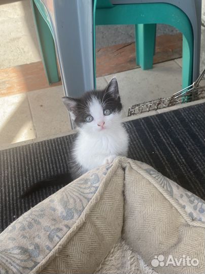 Шотландские котята в дар