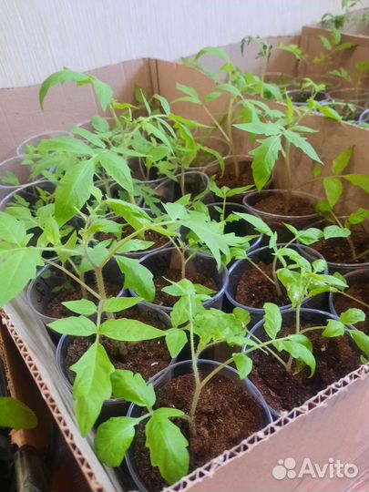 Рассада помидор