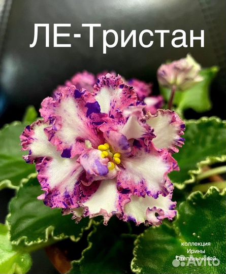 Лист фиалки