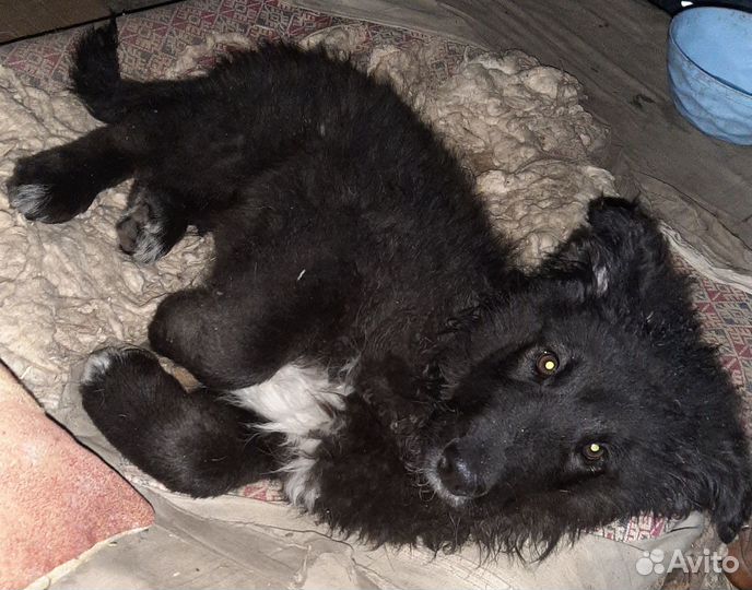 Лабрадор ретривер щенки