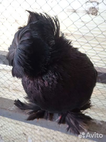 Голуби продажа