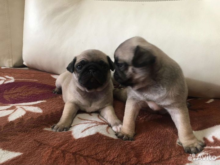 Щенки мопса