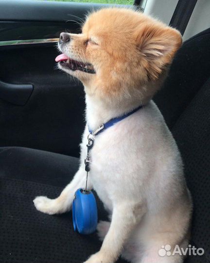 Шпиц мальчик ищет девушку