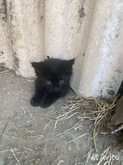 Котята бесплатно