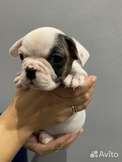 Французский бульдог щенки