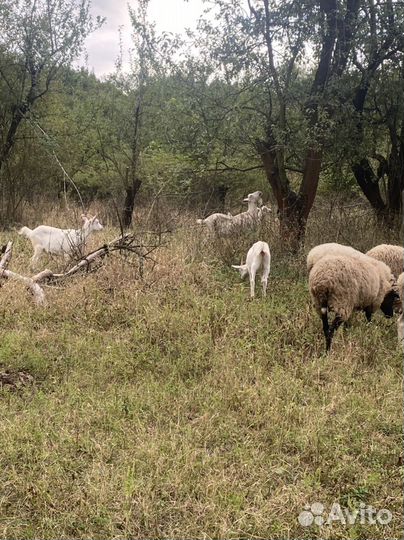 Козел для развода