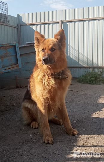 Вязка немец