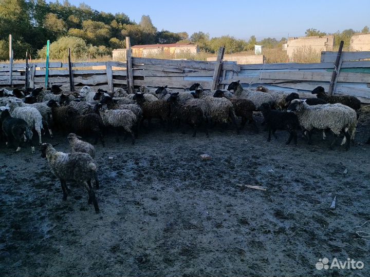 Овцы Барашки