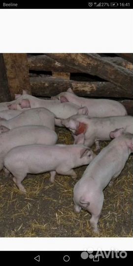 Поросята